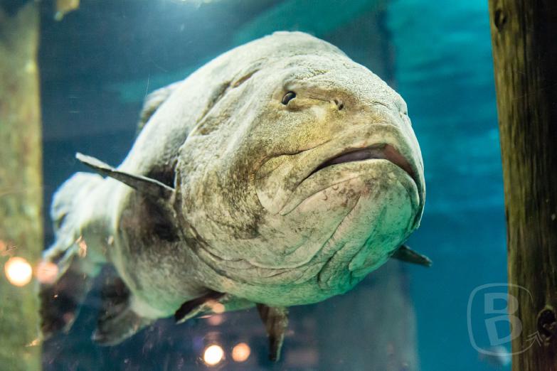 Monterey Bay Aquarium | Fisch