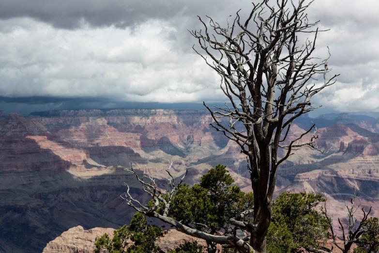 Grand Canyon Nationalpark | Baum am Südrim des Grand Canyon