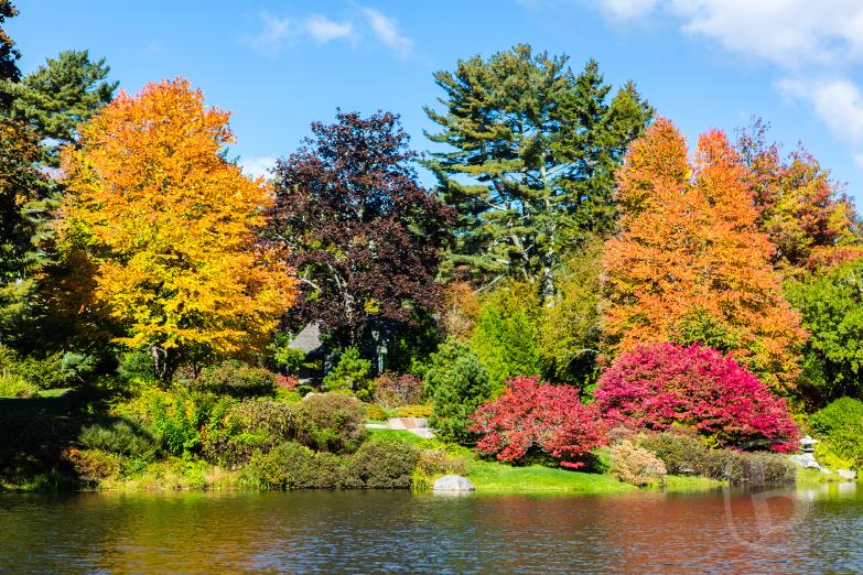 Northeast Harbor | Fall Foliage im Asticou Azalea Garden