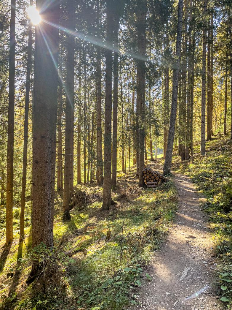 Sexten | Lärchenwald