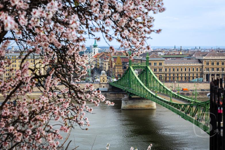 Budapest | Kirschblüte & Freiheitsbrücke