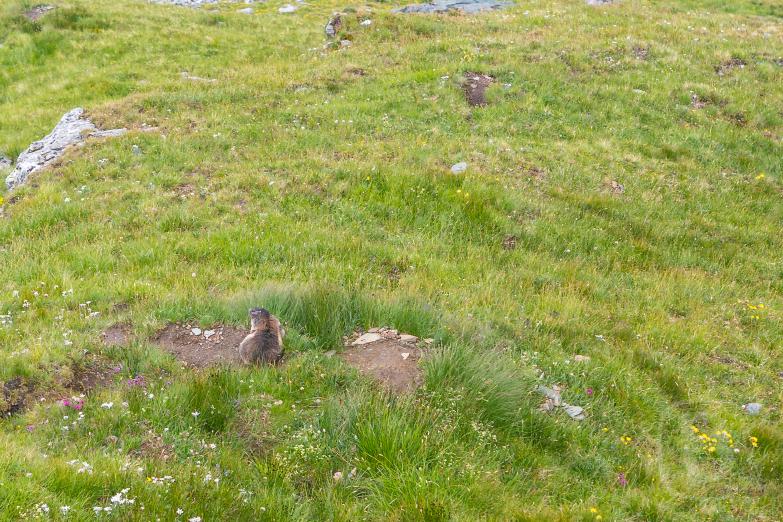 Großglockner Hochalpenstraße | Putziges Murmeltier auf der Kaiser-Franz-Josefs-Höhe