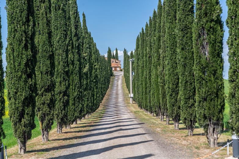 Castiglione d&rsquo;Orcia | Viale di Cipressi