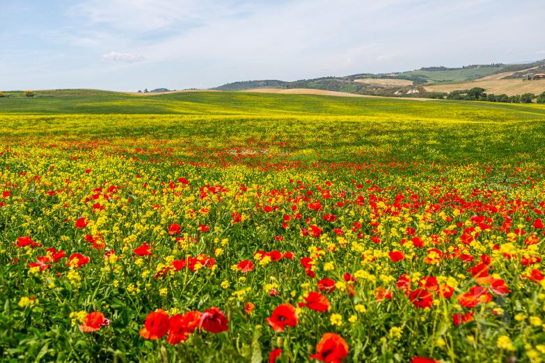 San Quirico d&rsquo;Orcia | Blumenfeld