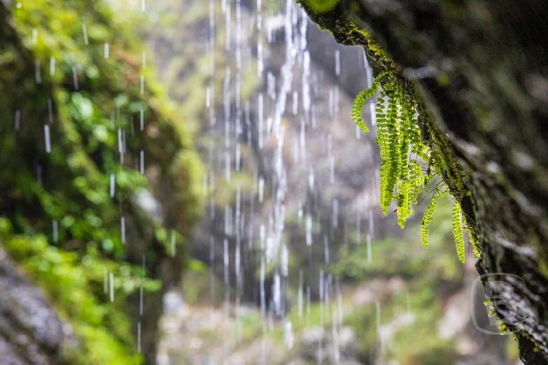 Slowenien/Tolmin | Farn am Tunnel in der Tolmin-Klamm