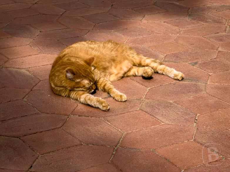 Púbol / Gala Dalí Castle | Katze