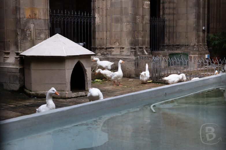 Barcelona | Gänse im Innenhof der Catedral de Barcelona