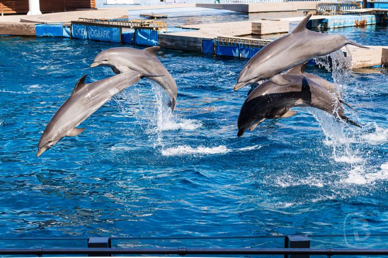 Valencia | Aquarium | Delfinarium