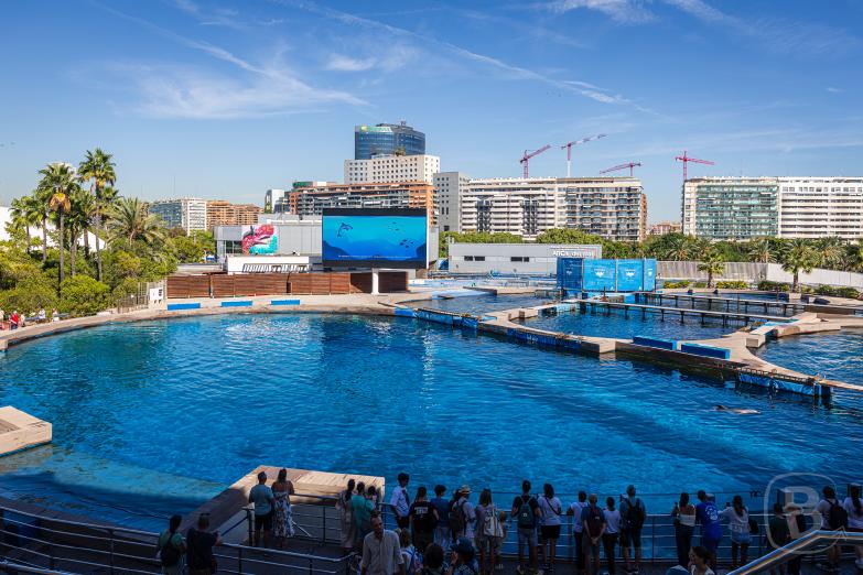 Valencia | Aquarium | Delfinarium