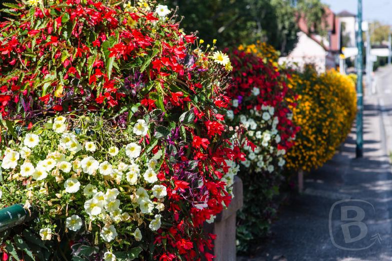 Soultz-sous-Forêts | Blumen am Straßenrand
