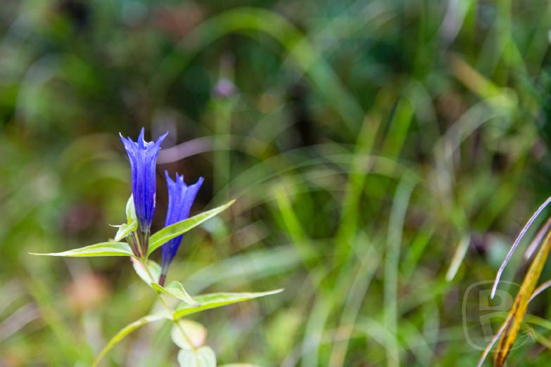 Schnanner Klamm | Schwalbenwurz-Enzian