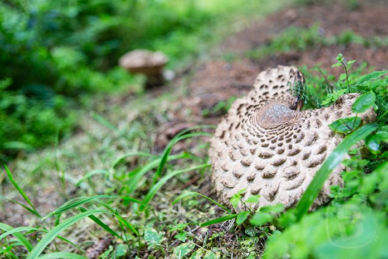 Erzherzog-Eugen-Weg | Pilz am Wegesrand