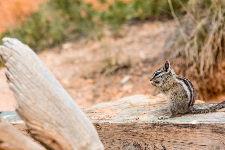 Bryce Canyon | Chipmunk