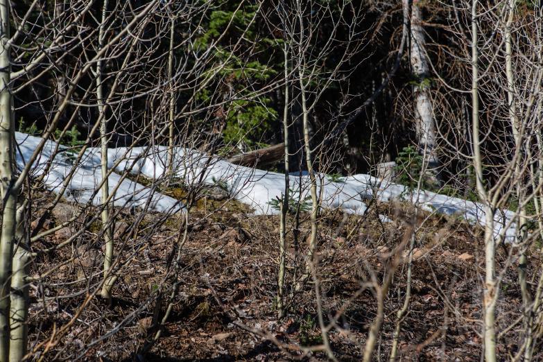 Schnee auf dem Scenic Byway 12