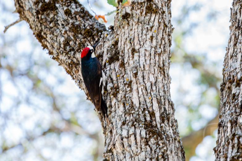 Sequoia National Park | Specht