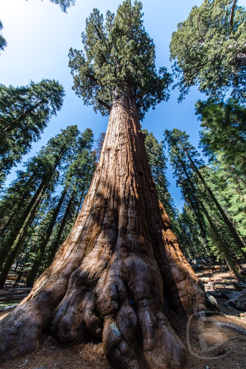 Sequoia National Park | General Sherman