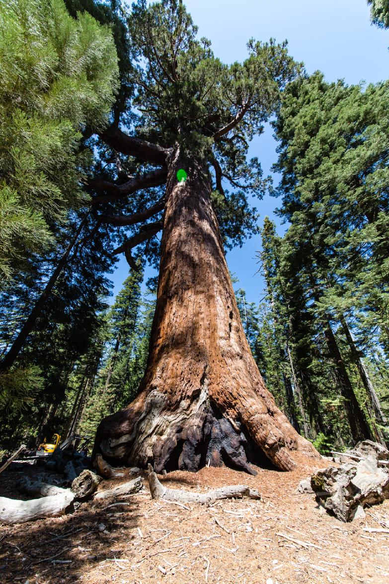 Yosemite National Park | Grizzly Giant am Mariposa Grove