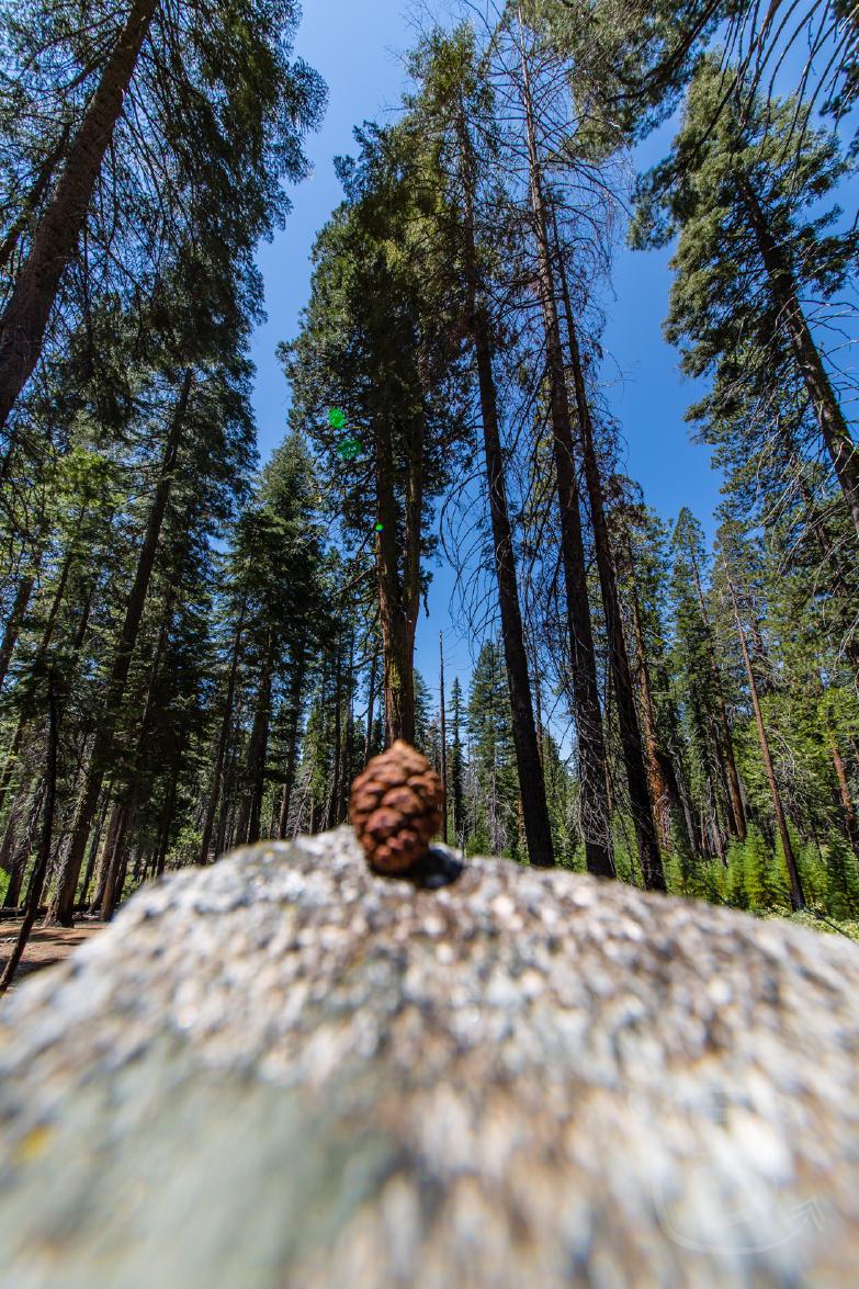 Yosemite National Park | Vergleich Sequoiazapfen vs. Sequoia