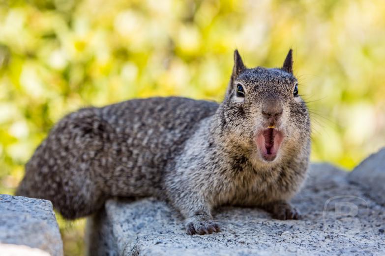 Yosemite National Park | Squirel