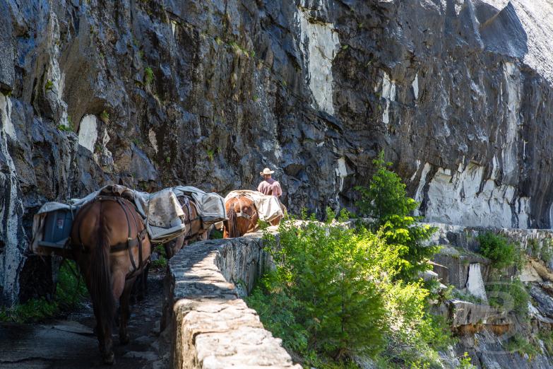 Yosemite National Park | Maultiere auf dem Jon Muir Trail