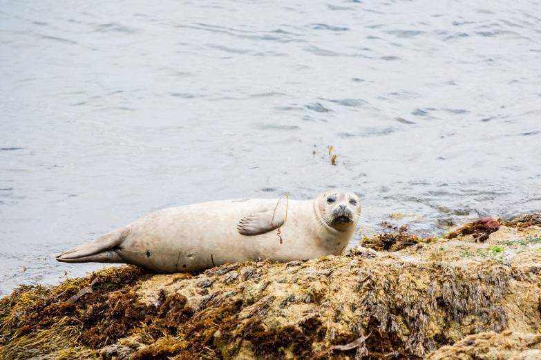Monterey / 17-Mile Drive | Seehund am Cypress Point Overlook