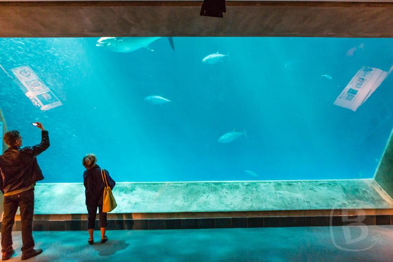 Monterey Bay Aquarium | Aquariumscheibe