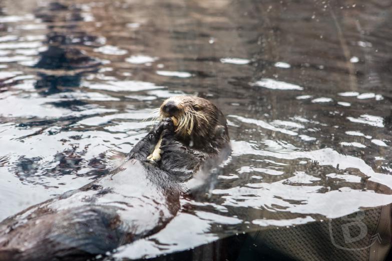 Monterey Bay Aquarium | Fischotter