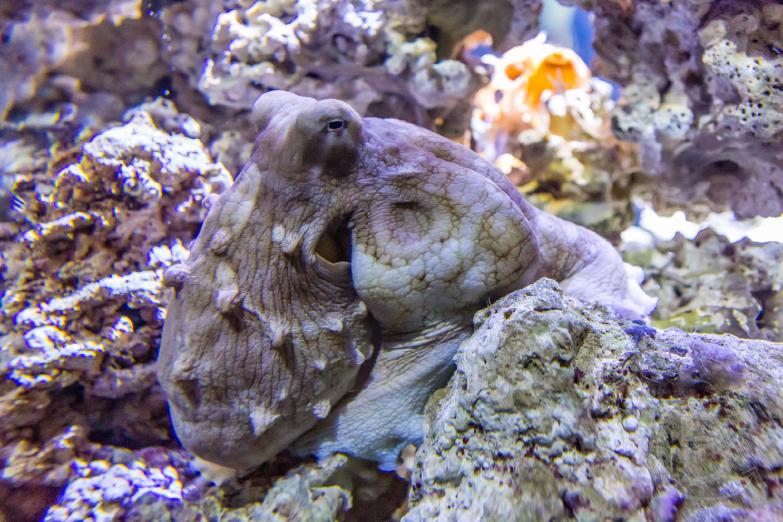 Monterey Bay Aquarium | Kraken