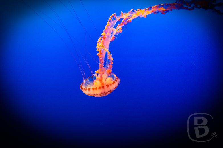 Monterey Bay Aquarium | Qualle