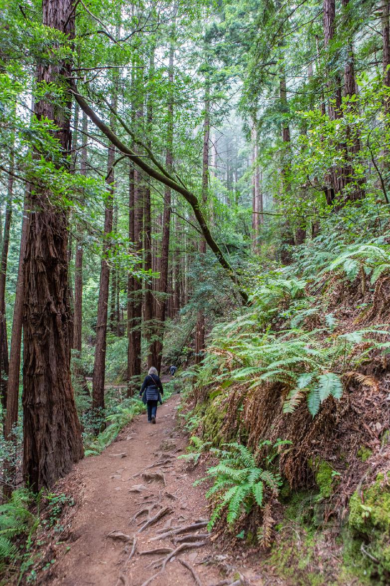 Muir Wood National Park | Jeannette unter den Riesen