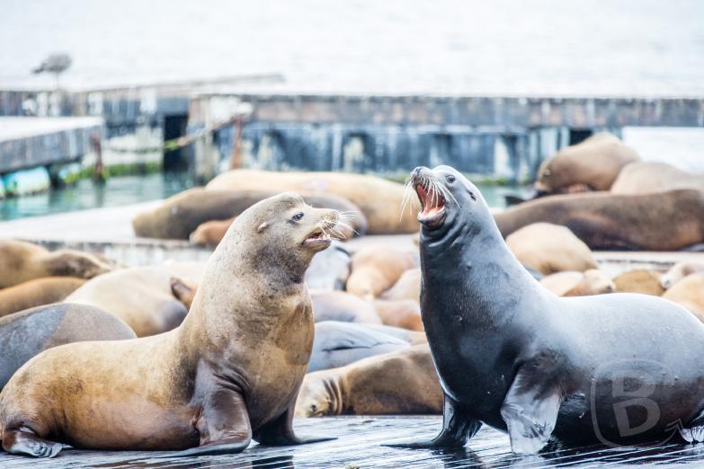 San Francisco | Seelöwen am Pier 39