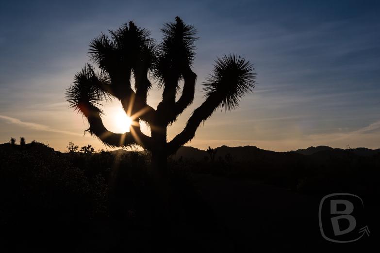 Joshua Tree Nationalpark | Joshua Tree im Sonnenuntergang