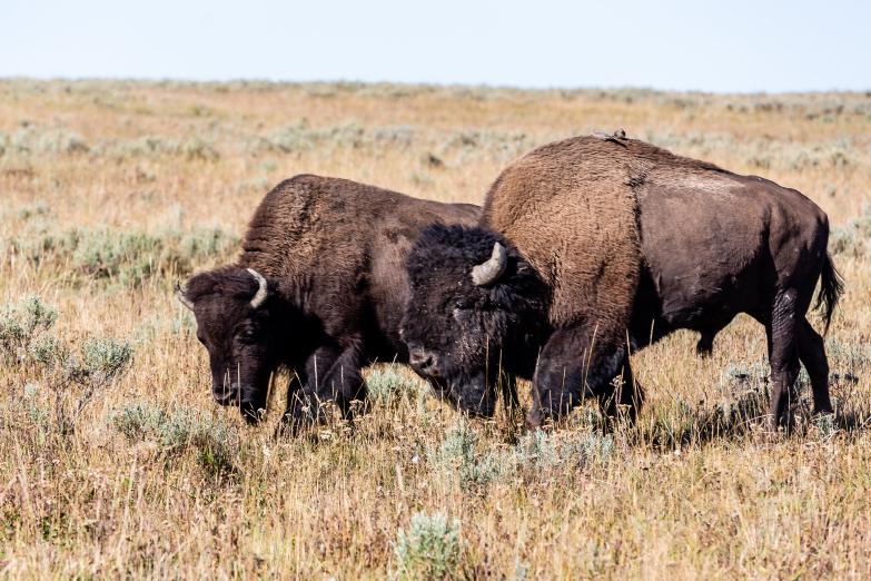 Yellowstone NP | Bisons