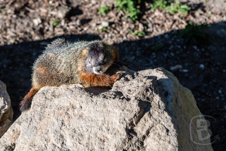 Yellowstone NP | Marmot im Yellowstone Canyon
