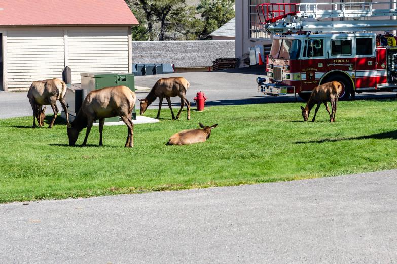 Yellowstone NP | Fort Yellowstone - Elche