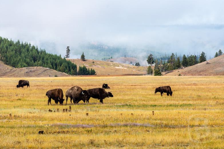 Yellowstone NP | Bison Herde