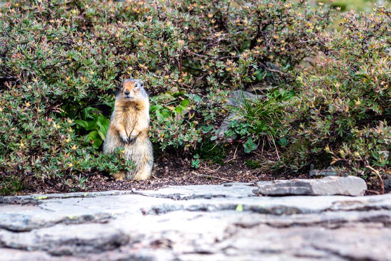 Glacier NP | Going-To-The-Sun - Columbian Ground Squirrel