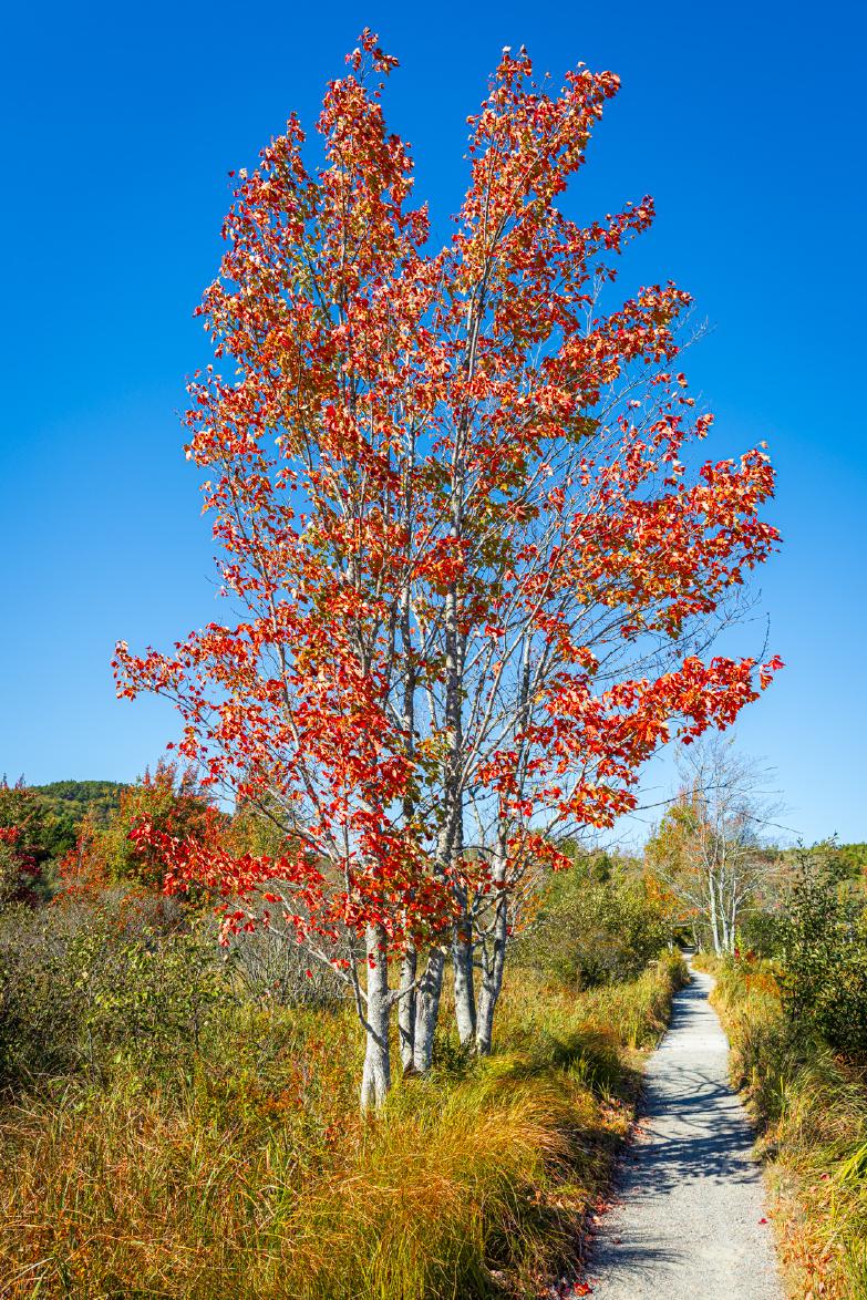 Maine | Acadia NP - Baum am Jesup Path