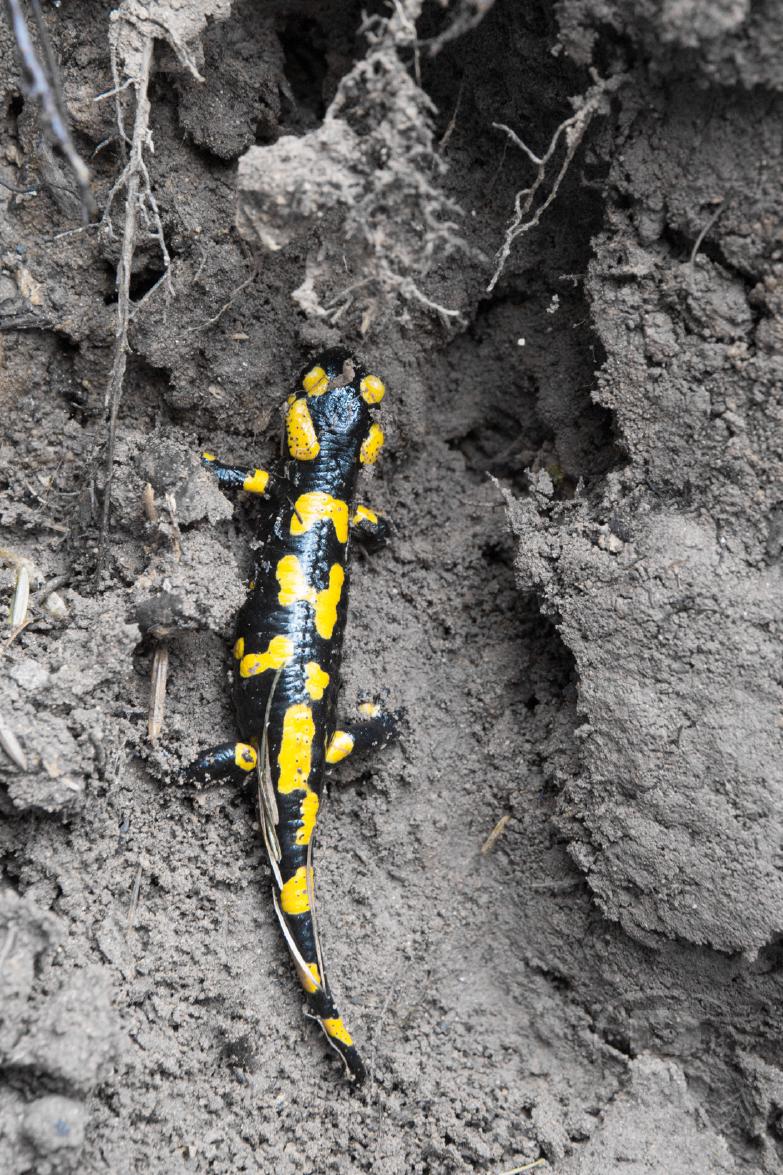 Salamander auf dem Weg