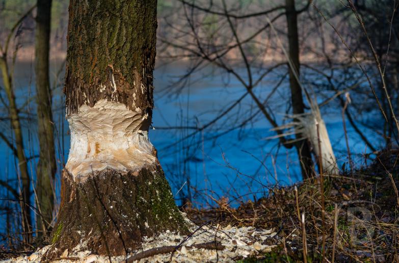 Vom Biber angenagter Baum