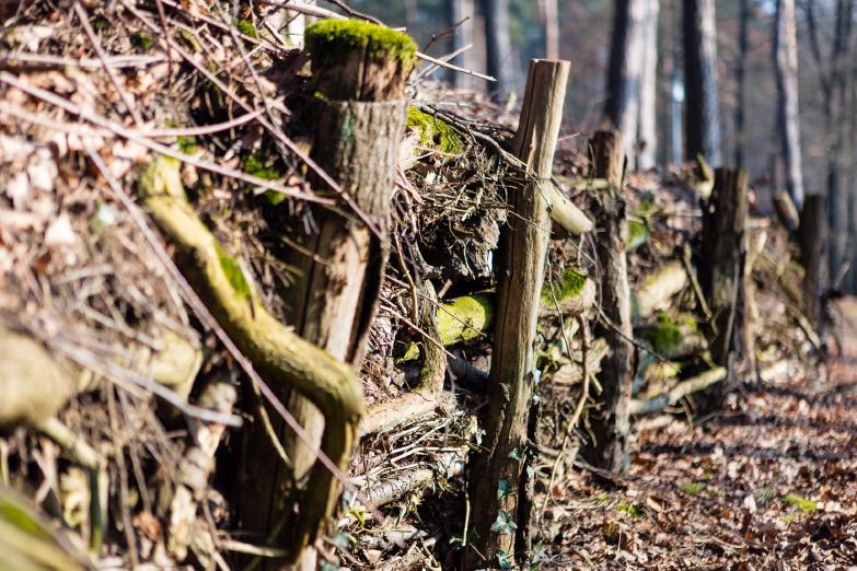 Benjeshecke am Wegesrand
